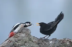 Quarreling: Great Spotted Woodpecker