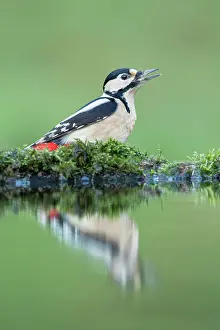 Galloway: Great Spotted Woodpecker