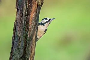 Galloway: Great Spotted Woodpecker