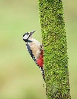 Galloway: Great Spotted Woodpecker