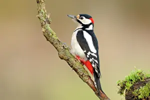 Ijsseldelta: Great Spotted Woodpecker