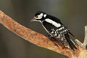 Tranch: Great Spotted Woodpecker