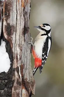Oulanka: Great Spotted Woodpecker