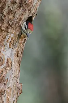 Nieuwe: Great Spotted Woodpecker