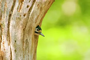 Peek: Great Spotted Woodpecker