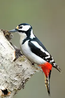 Viiksimo: Great Spotted Woodpecker