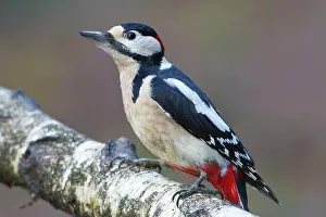 Hoge: Great Spotted Woodpecker