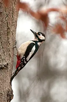Goois: Great Spotted Woodpecker