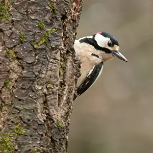 Goois: Great Spotted Woodpecker