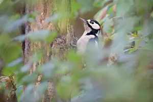 Haagse: Great Spotted Woodpecker