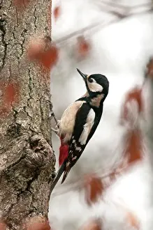 Hilversum: Great Spotted Woodpecker