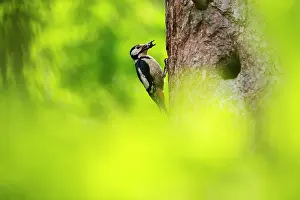 Nesthole: Great Spotted Woodpecker