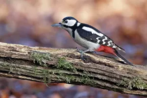 Picidae: Great Spotted Woodpecker