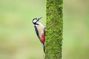 Galloway: Great Spotted Woodpecker
