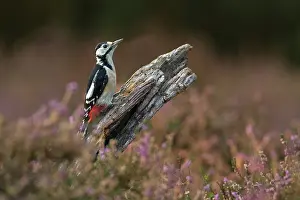 Lemelerberg: Great Spotted Woodpecker
