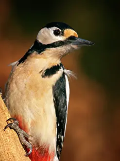 Zeist: Great Spotted Woodpecker