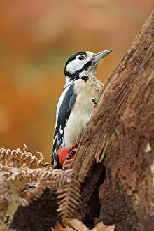 Twente: Great Spotted Woodpecker