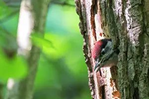 Nesthole: Great Spotted Woodpecker