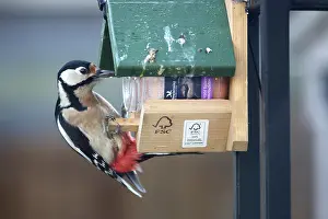 Butter: Great Spotted Woodpecker