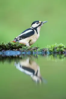 Galloway: Great Spotted Woodpecker