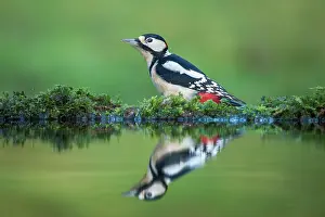 Galloway: Great Spotted Woodpecker