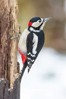 Kent: Great Spotted Woodpecker