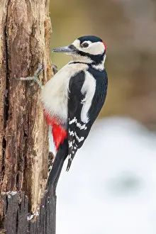 Kent: Great Spotted Woodpecker