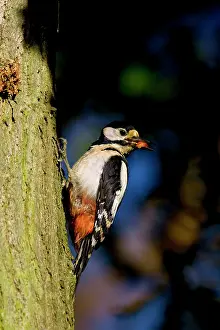Leenderbos: Great Spotted Woodpecker