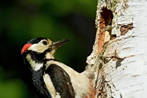 Leenderbos: Great Spotted Woodpecker