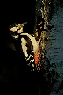 Leenderbos: Great Spotted Woodpecker