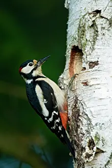 Leenderbos: Great Spotted Woodpecker