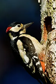 Leenderbos: Great Spotted Woodpecker