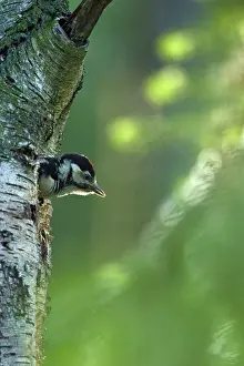 Leenderbos: Great Spotted Woodpecker