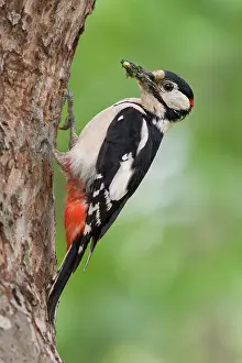 Nieuwe: Great Spotted Woodpecker