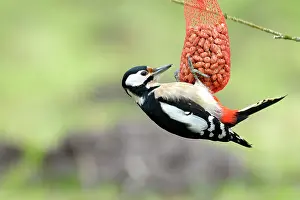 Peanuts: Great Spotted Woodpecker