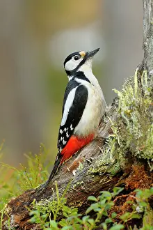 Taiga: Great Spotted Woodpecker