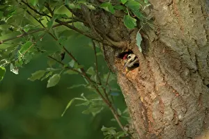Major: Great Spotted Woodpecker
