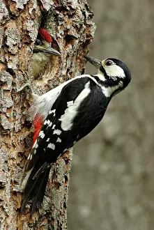 Major: Great Spotted Woodpecker