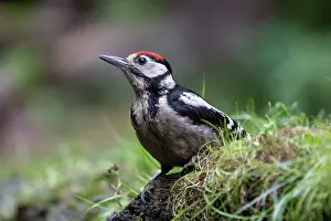 Major: GREAT SPOTTED WOODPECKER