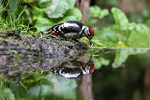 Major: GREAT SPOTTED WOODPECKER