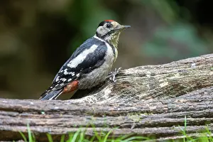 Major: GREAT SPOTTED WOODPECKER
