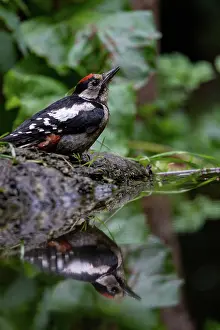 Major: GREAT SPOTTED WOODPECKER
