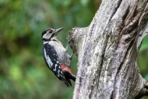 Major: GREAT SPOTTED WOODPECKER