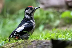 Major: GREAT SPOTTED WOODPECKER