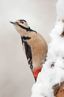 Major: Great Spotted Woodpecker