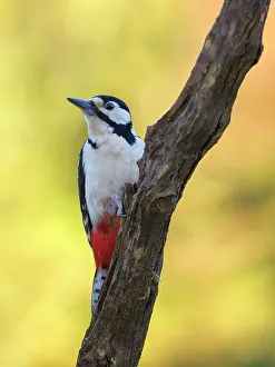 Major: Great Spotted Woodpecker