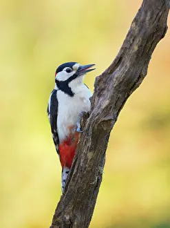 Major: Great Spotted Woodpecker