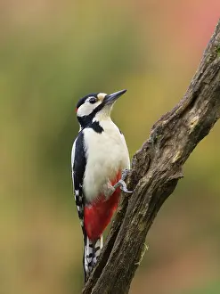 Major: Great Spotted Woodpecker
