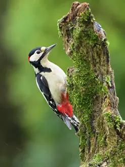 Major: Great spotted woodpecker