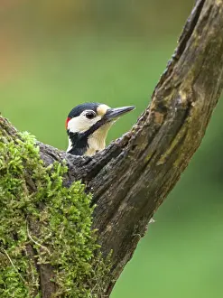 Major: Great spotted woodpecker